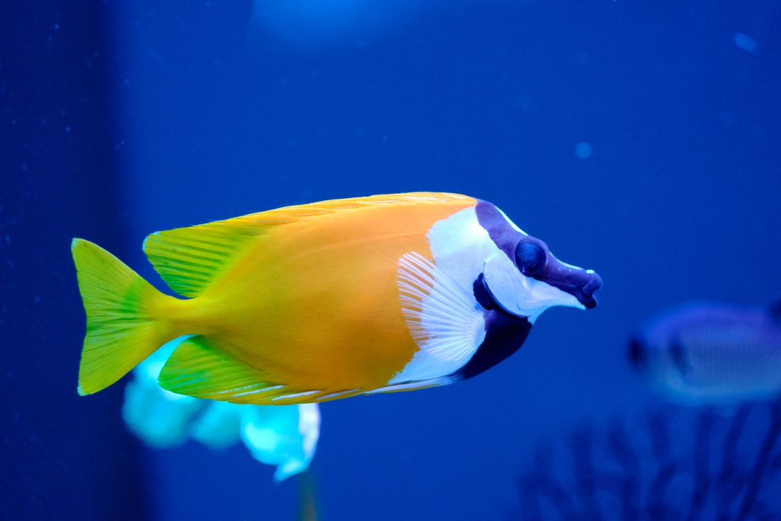 Foxface Rabbitfish in Aquarium · Free Stock Photo