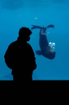 A man in silhouette stands observing a playful seal in an aquarium tank underwater.