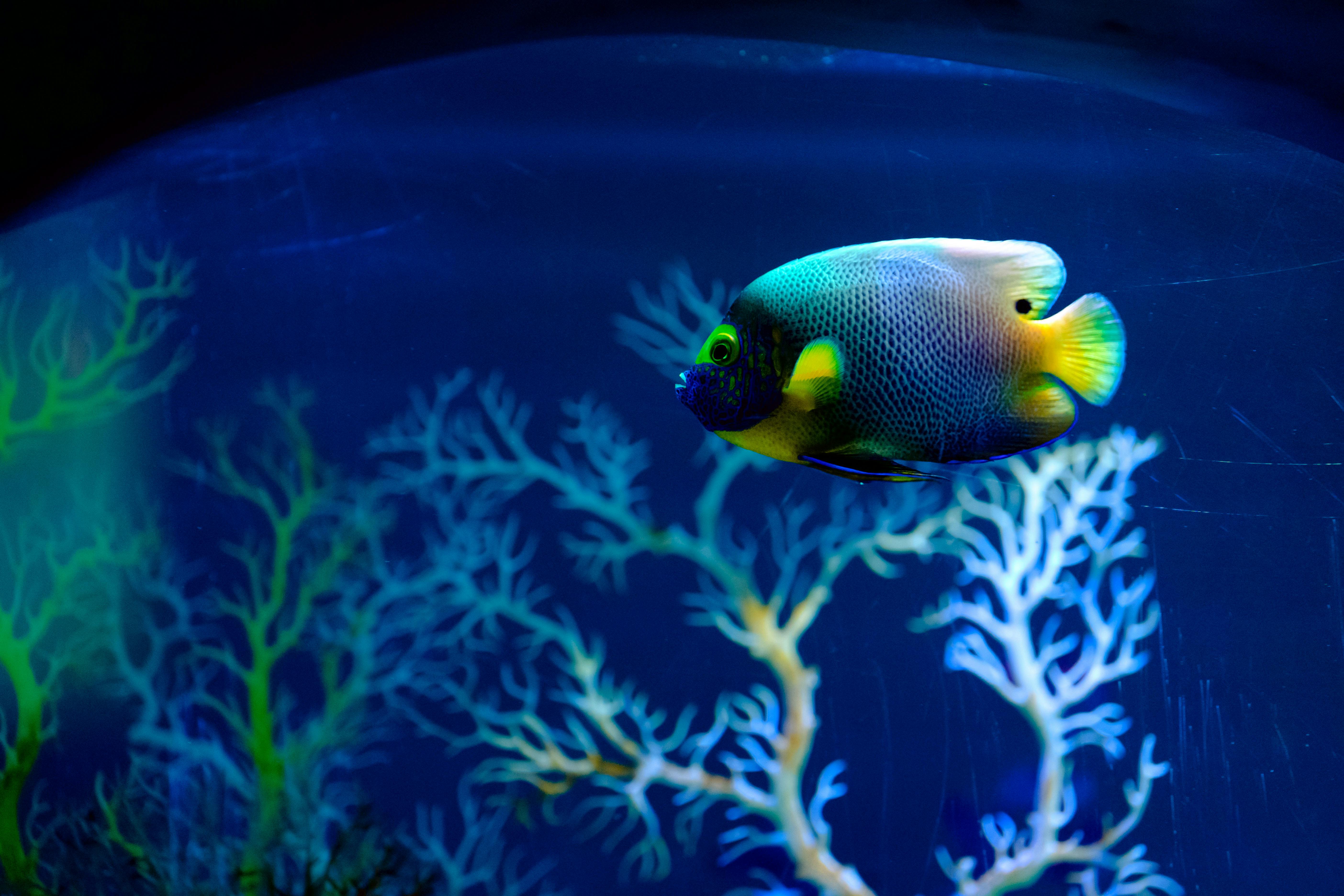 Colorful angelfish gliding in an aquarium with vibrant corals.