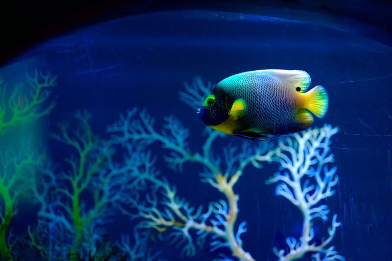 Colorful angelfish gliding in an aquarium with vibrant corals.