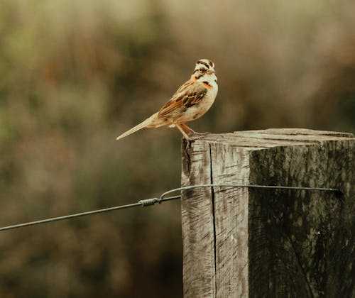 Close-up of a Rufous-collared Sparrow Sitting on a Wooden Pole 