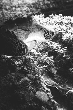 Black and white image of a turtle swimming underwater among coral reefs.