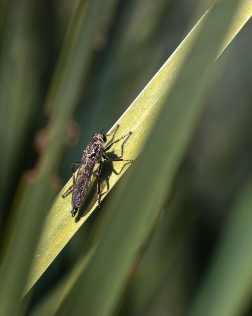 Free A close-up of a robber fly perched on a grass blade, showcasing insect details and natural habitat. Stock Photo