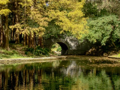 Immagine gratuita di foglie, idilliaco, laghetto