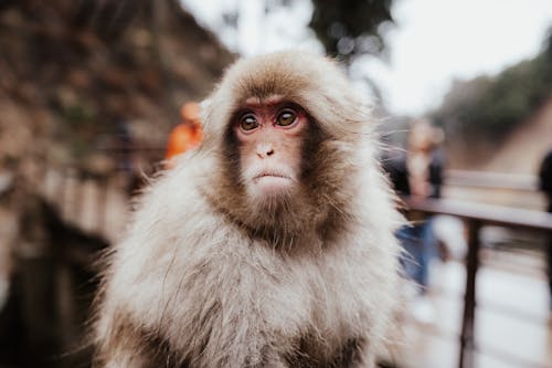 Photo of a Monkey in a Village