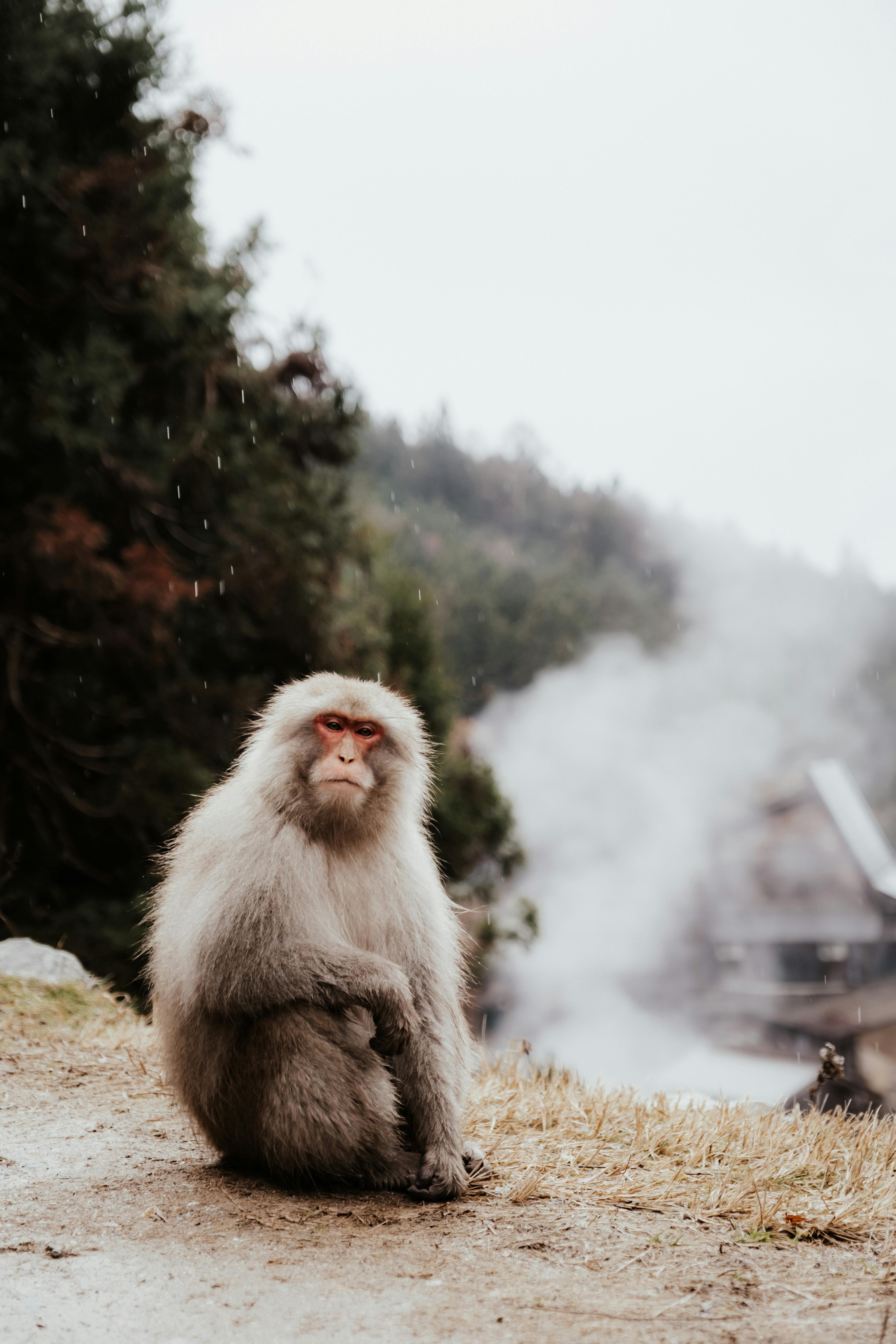 A Japanese macaque sits peacefully amidst the misty hot springs of Nagano, Japan.