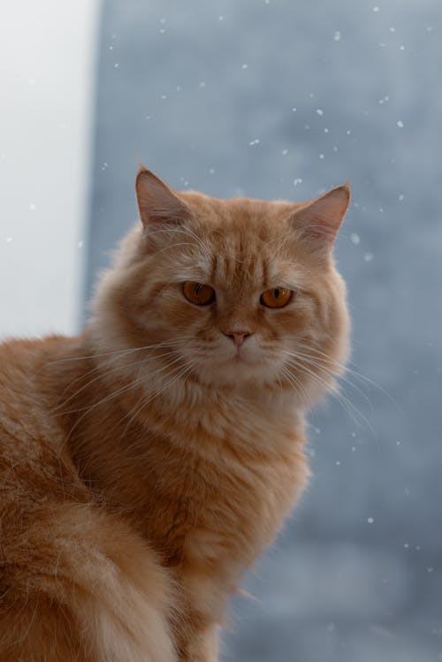 Kot Perski W Opadach śniegu