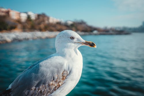 Close-up of a Gull