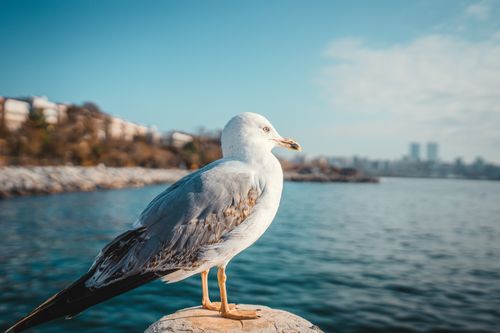Free Seagull sitting on a ledge overlooking a city bay on a bright day. Stock Photo