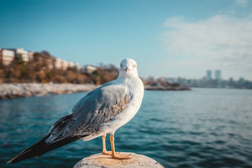 Seagull in Seaside