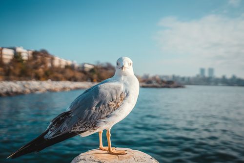 Free A seagull perches on a rock with a city skyline and sea in the background. Stock Photo