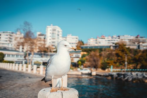 Free A seagull perched on a waterfront with city buildings in the background. Stock Photo