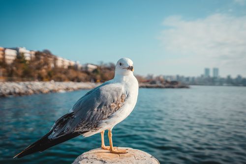 Free A seagull resting on a stone with an urban skyline and sea in the background. Stock Photo