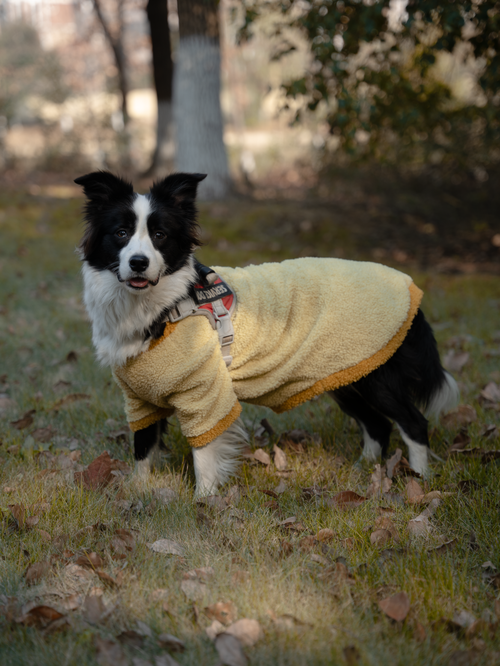 Free A Border Collie wearing a yellow jacket stands in a leaf-covered park in autumn. Stock Photo