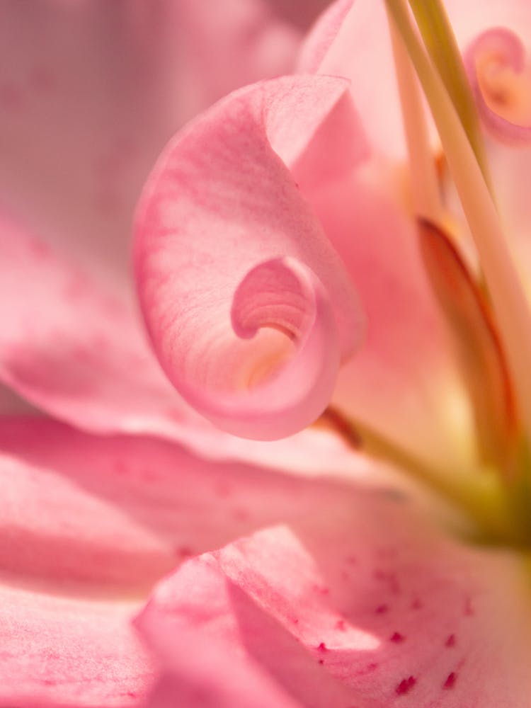 Pink Flower In A Garden