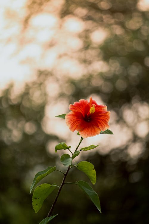 Foto stok gratis bunga, fokus selektif, Kembang sepatu