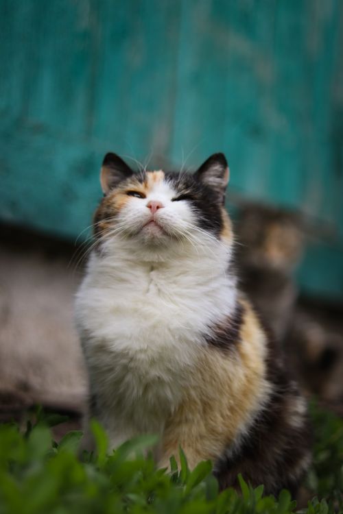 Free Cute fluffy cat sitting on grass with a content expression in a sunny garden. Stock Photo