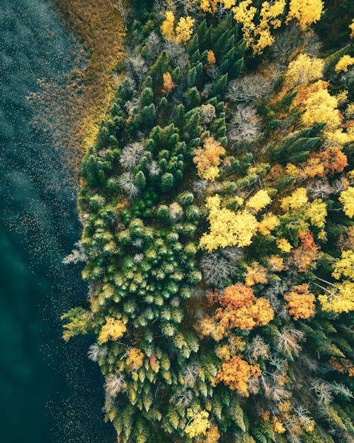 Aerial Footage of a Coast with Multicoloured Trees
