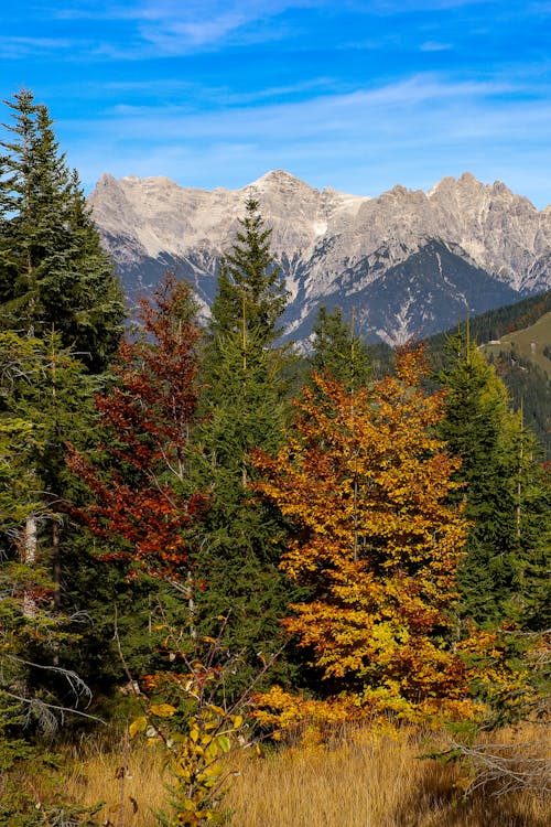 ağaçlar, çim, dağ silsilesi içeren Ücretsiz stok fotoğraf