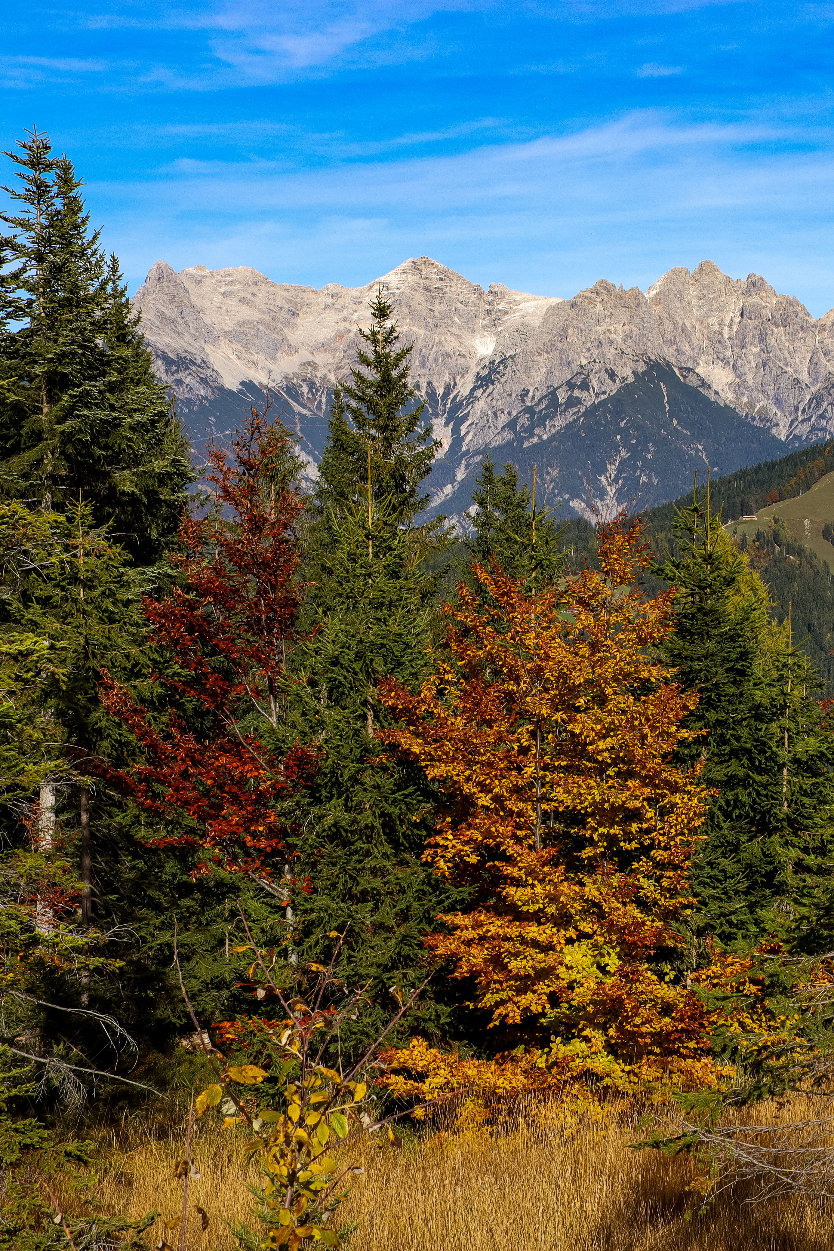 Scenic View of Autumnal Trees and Rocky Mountains under Blue Sky · Free ...