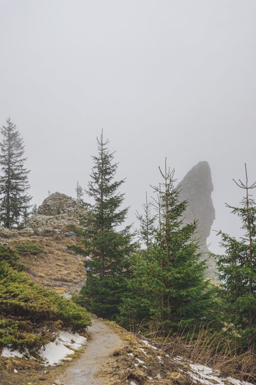 Coniferous Trees on Mountain in Fog