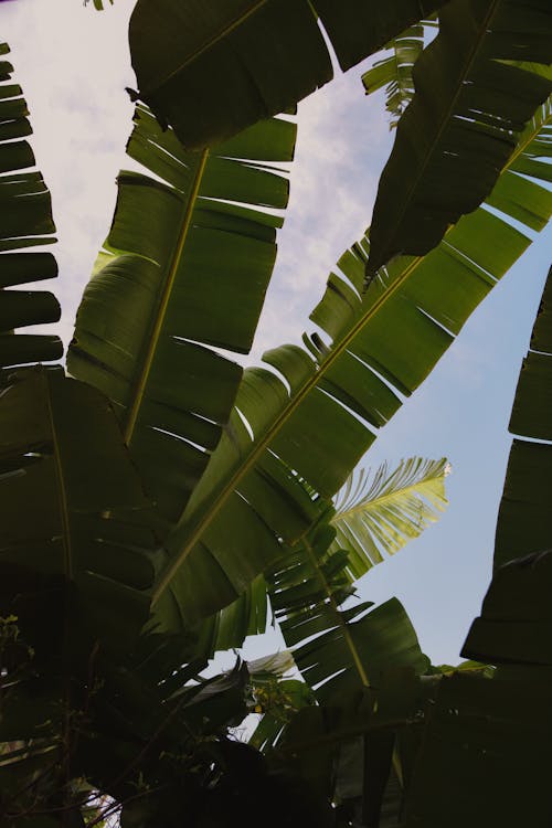 Tropical Banana Leaves 