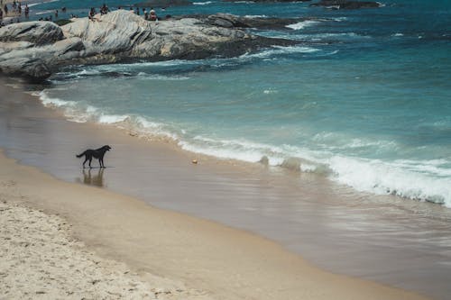 狗在沙灘上的照片
