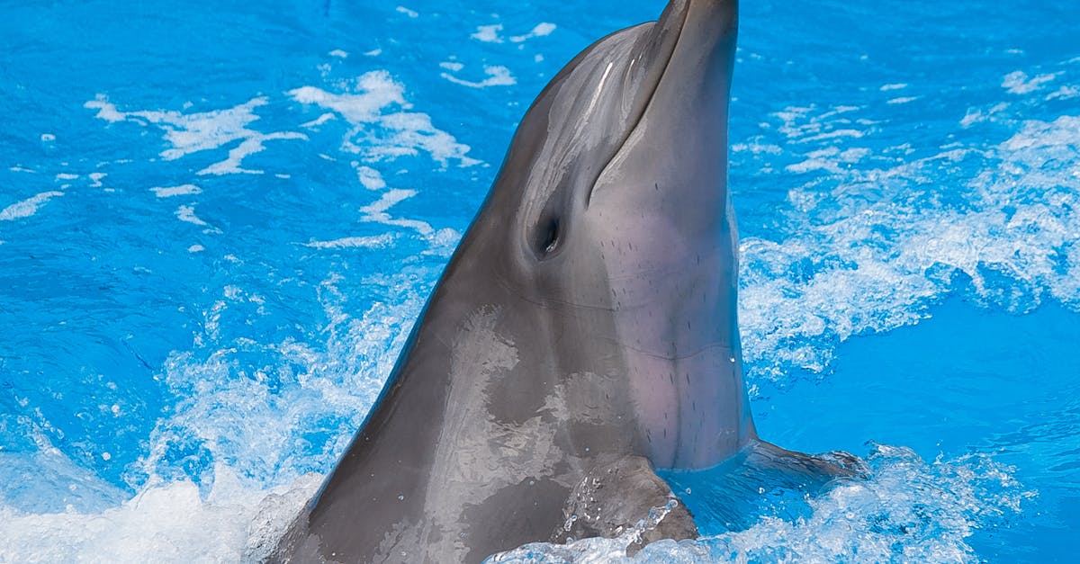 《Re:從零開始的異世界生活 Witch