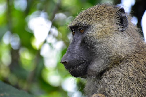 Close-up of the Head of a Monkey 