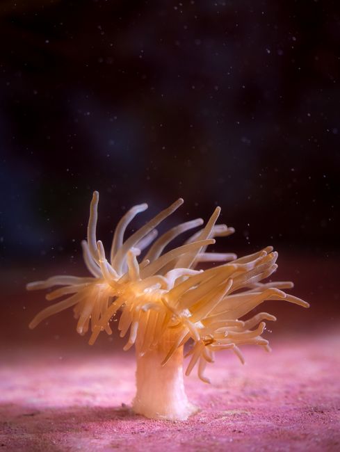 Elegant close-up of a sea anemone underwater, showcasing its tentacles and marine beauty.