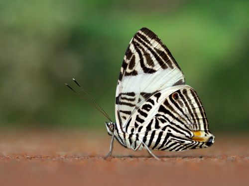 Free Stunning close-up of a Dirce Beauty butterfly with striped wings outdoors. Stock Photo