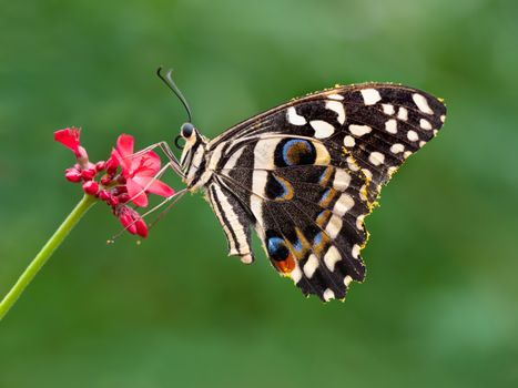 Detailed macro shot of a lime butterfly pollinating a red flower, showcasing wildlife beauty.