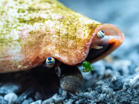Detailed macro shot of a strawberry conch on a seabed, showcasing its vibrant colors and intricate patterns.