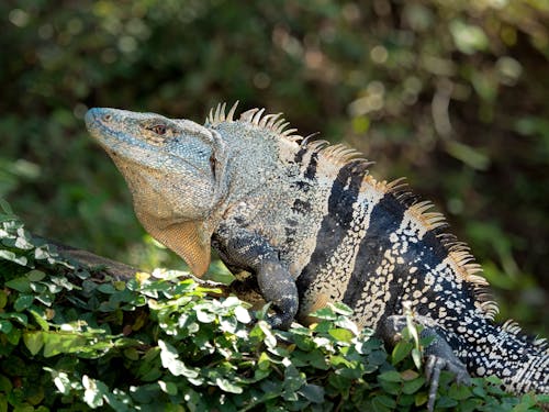 Gratis stockfoto met boom, caouflage, costa rica