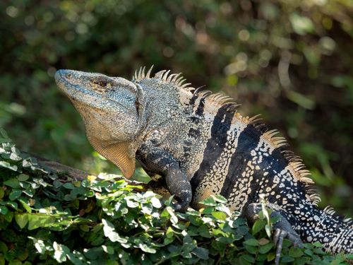 Free Close-up of a green iguana basking in Costa Rica's lush rainforest. Stock Photo