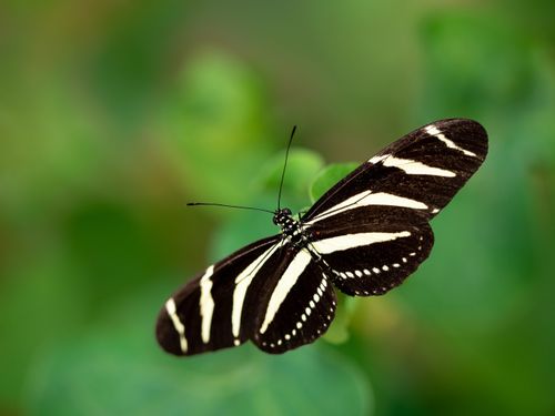 Free Detailed image of a Zebra Longwing Butterfly (Heliconius charithonia) on green foliage. Stock Photo