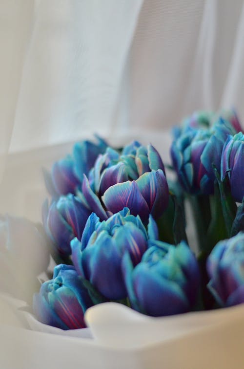 Close up of Blue Tulips