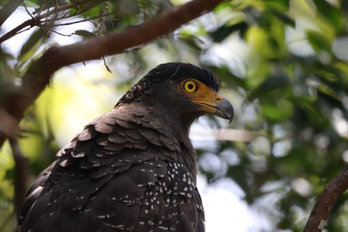 Free Close-up portrait of a Crested Serpent Eagle in lush greenery, showcasing its distinctive beak and intense gaze. Stock Photo