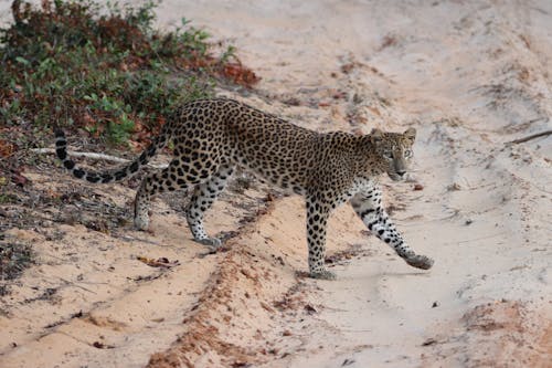 Fotobanka s bezplatnými fotkami na tému chôdza, divočina, leopard