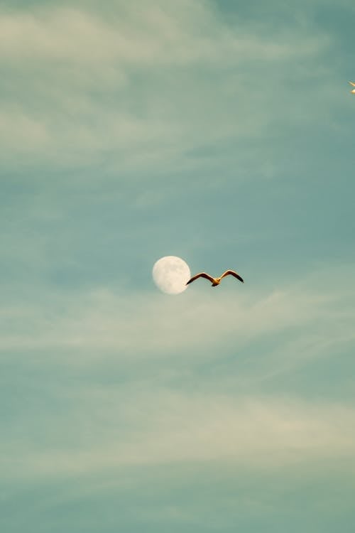 Bird Flying against Moon on Bright Sky