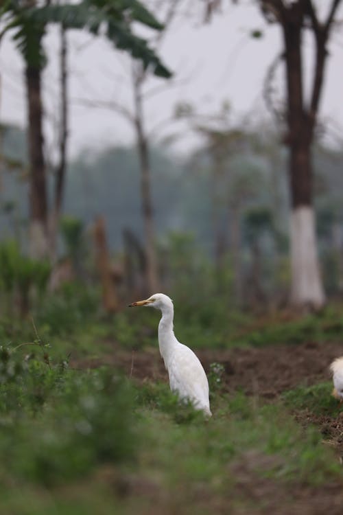 Western Cattle Egret in Park