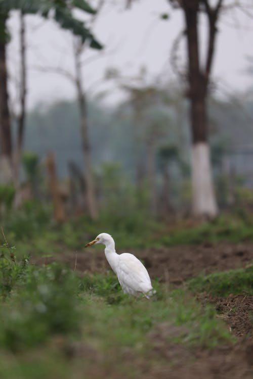 White Egret Standing Outdoors