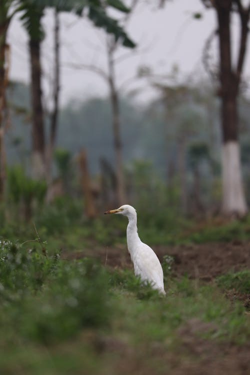 Golden Heron Standing in a Forest