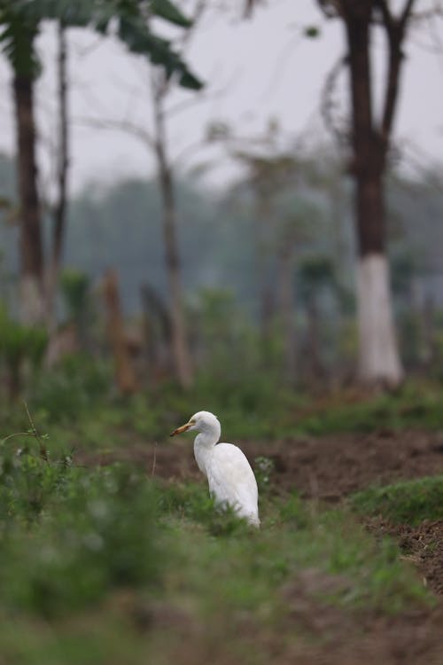 Cattle Egret photography 