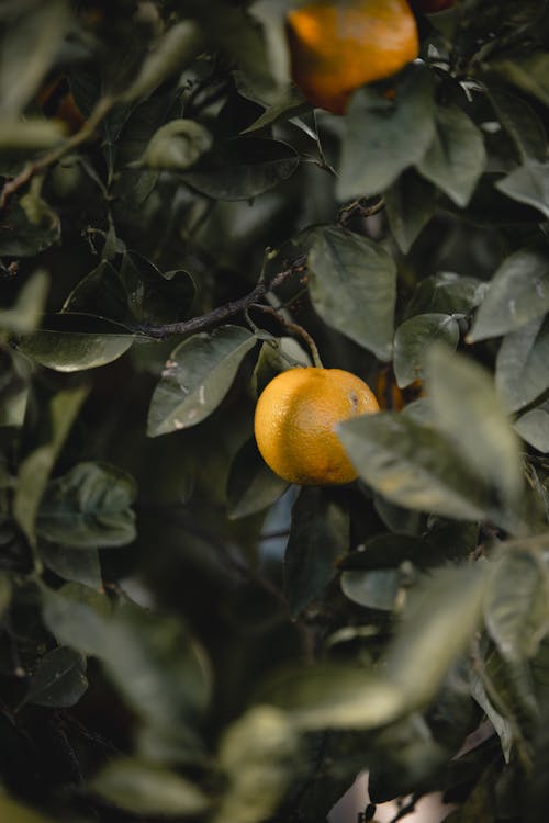 Lemon on a Tree 