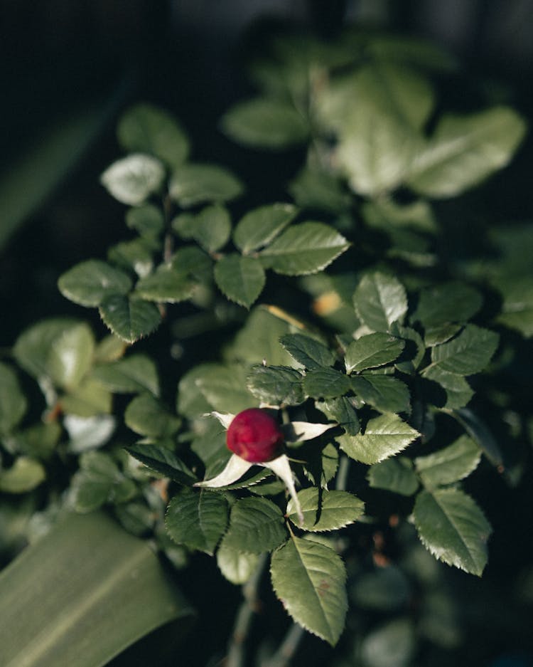 Close-up Of A Red Rose Bud 