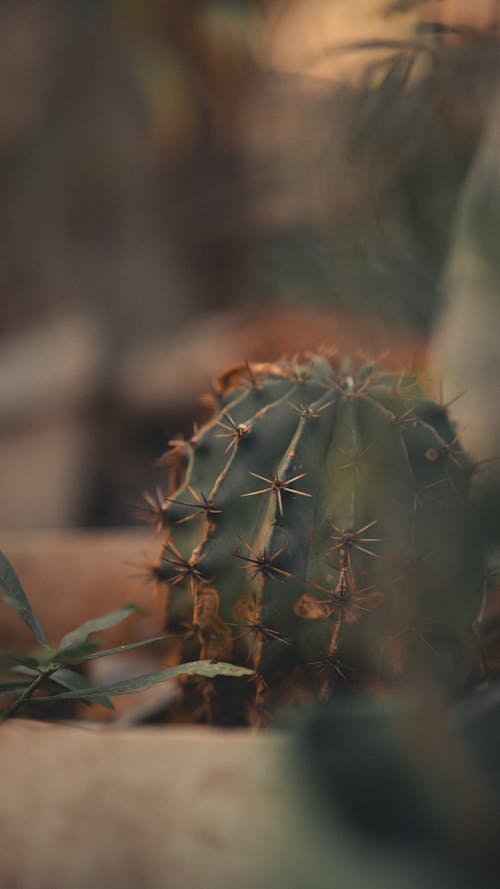 Cactus in Pot