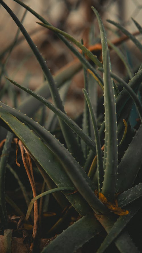 Aloe Vera Leaves in Close-up View