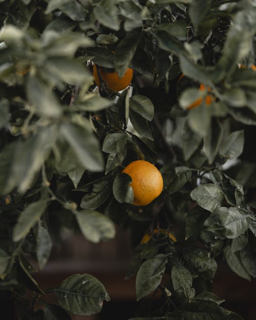 Clementines and Leaves in Close-up View