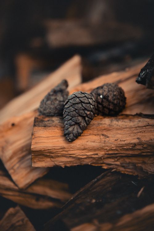 Free Close-up view of rustic firewood and pine cones, highlighting natural textures. Stock Photo